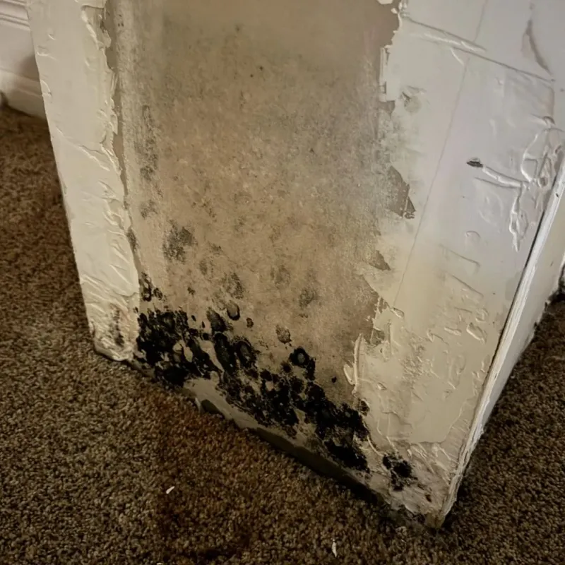 Professional Mold Removal in Braxton County, WV